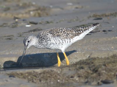 greater yellowlegs BRD1557.JPG
