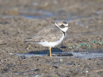 semipalmated plover BRD1543.JPG
