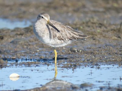 short-billed dowitcher BRD1560.JPG