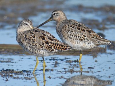 short-billed dowitcher BRD1561.JPG