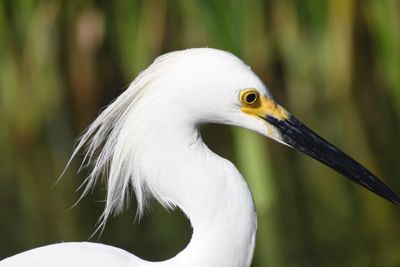 snowy egret BRD1588.JPG