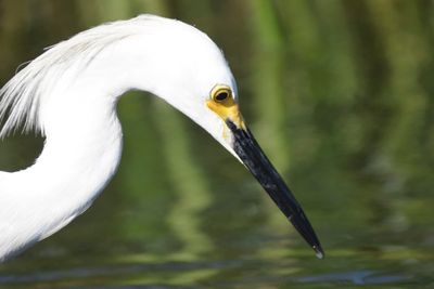 snowy egret BRD1589.JPG