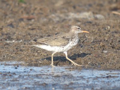 spotted sandpiper BRD1541.JPG
