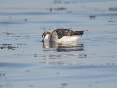 wilson's phalarope BRD1544.JPG