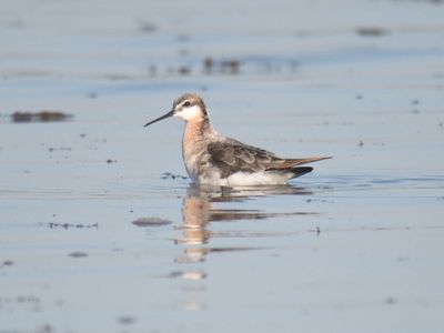 wilson's phalarope BRD1545.JPG