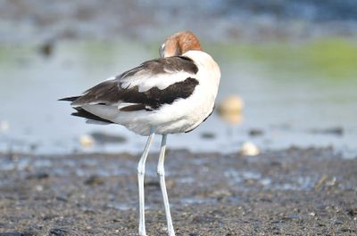 american avocet BRD1640.JPG