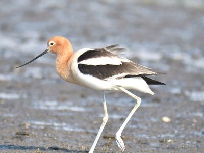 american avocet BRD1641.JPG