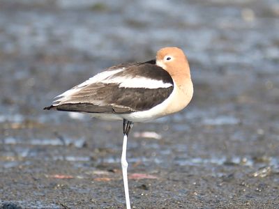 american avocet BRD1642.JPG