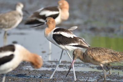 american avocet BRD1650.JPG