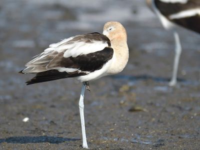 american avocet BRD1656.JPG