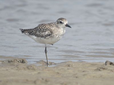black-bellied plover BRD1657.JPG