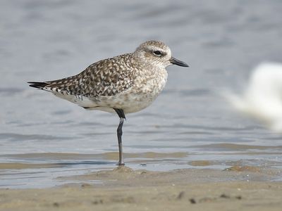 black-bellied plover BRD1668.JPG