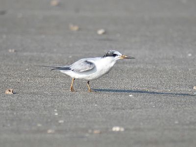 least tern BRD1612.JPG