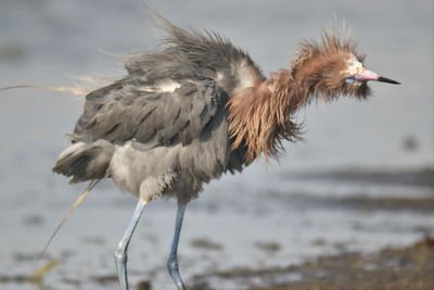 reddish egret BRD1623.JPG