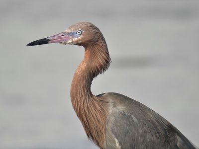 reddish egret BRD1625.JPG