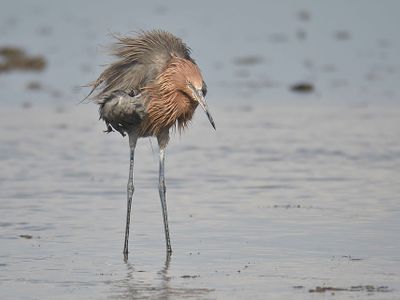reddish egret BRD1632.JPG