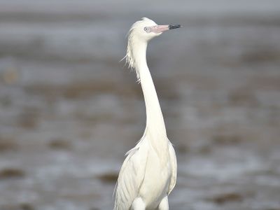 reddish egret BRD1634.JPG