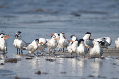royal tern BRD1615.JPG