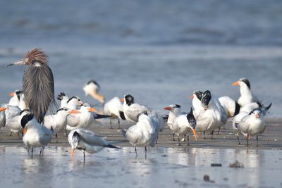 royal tern BRD1616.JPG