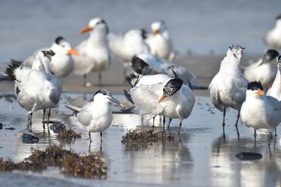 royal tern BRD1620.JPG