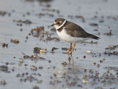 semipalmated plover BRD1602.JPG
