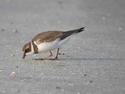 semipalmated plover BRD1606.JPG