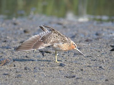 short-billed dowitcher BRD1637.JPG