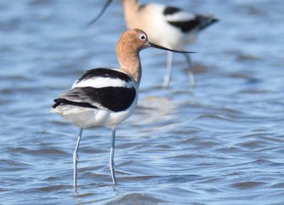 american avocet BRD1020.JPG