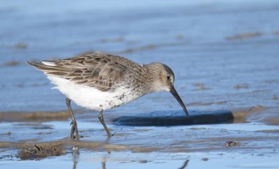 dunlin BRD0999.JPG