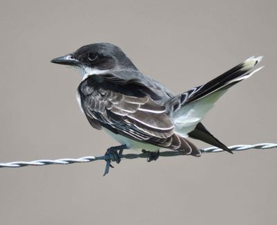 eastern kingbird BRD1134.JPG