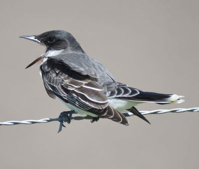 eastern kingbird BRD1135.JPG