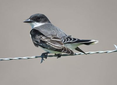 eastern kingbird BRD1136.JPG