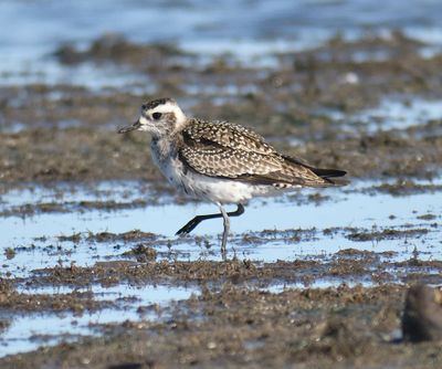 golden plover BRD1061.JPG