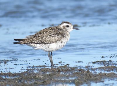 golden plover BRD1080.JPG