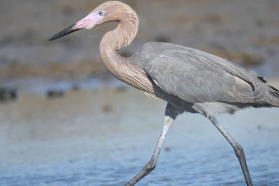 reddish egret BRD1109.JPG