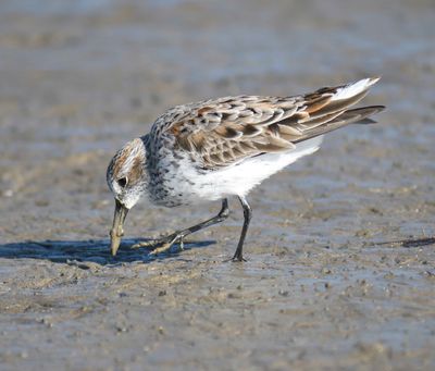 western sandpiper BRD1085.JPG