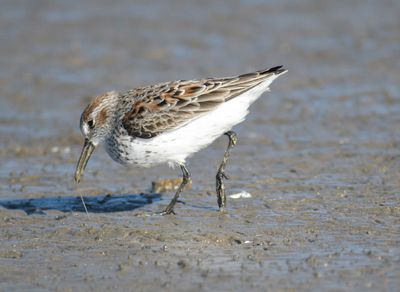 western sandpiper BRD1087.JPG