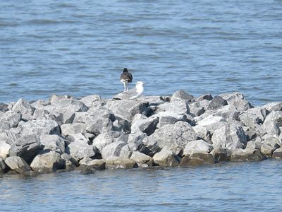american oystercatcher BRD1727.JPG