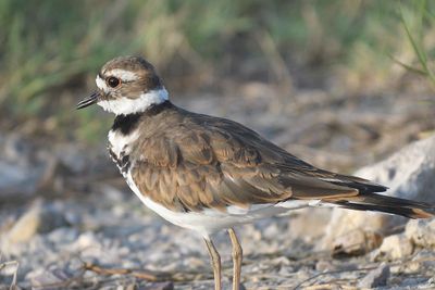 killdeer BRD1771.JPG