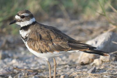 killdeer BRD1772.JPG