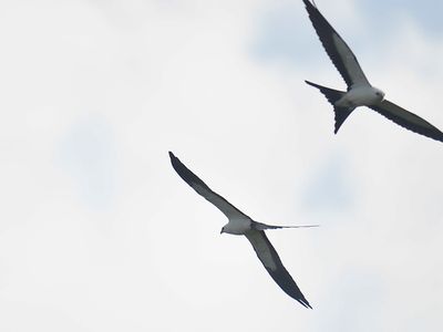 swallow-tailed kite BRD1777.JPG