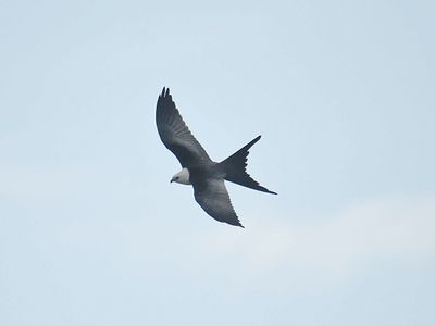 swallow-tailed kite BRD1782.JPG