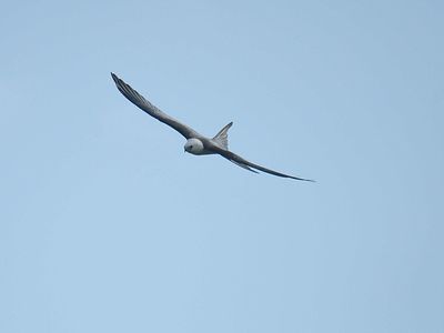 swallow-tailed kite BRD1783.JPG