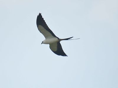 swallow-tailed kite BRD1787.JPG
