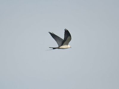 swallow-tailed kite BRD1794.JPG