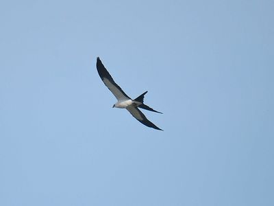 swallow-tailed kite BRD1804.JPG