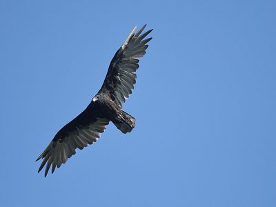 turkey vulture BRD1737.JPG