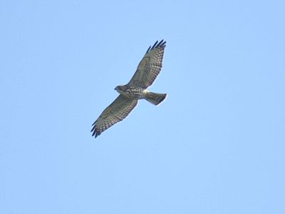 broad-winged hawk BRD2200.JPG