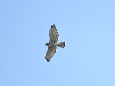 broad-winged hawk BRD2201.JPG