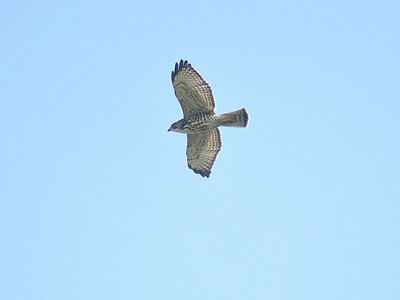 broad-winged hawk BRD2202.JPG